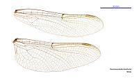 Male wings