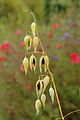 Avena sativa subsp. Nigra. (Zwarte haver) Locatie De Kruidhof 02.JPG