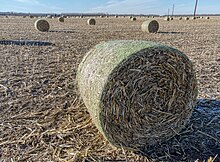 Baled cornstalks Bales from corn stems 01.jpg