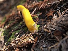 A banana slug eating a small plant in Big Basin Redwoods State Park Banana Slug Eating.jpeg