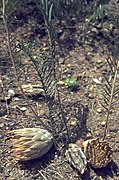 Banksia bipinnatifida