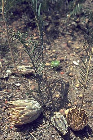 Banksia bipinnatifida.jpg