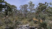 Thumbnail for Banksia Woodlands of the Swan Coastal Plain