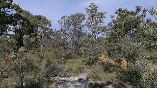 <span class="mw-page-title-main">Banksia Woodlands of the Swan Coastal Plain</span> Indigenous woodland community in Western Australia