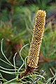 Banksia spinulosa, Royal Tasmanian Botanical Gardens, Tasmania, Australia Camera data * Camera Canon EOS 400D * Lens Tamron EF 180mm f3.5 1:1 Macro * Focal length 180 mm * Aperture f/11 * Exposure time 1/5 s * Sensivity ISO 100}}