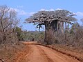 Nuo vandens sankaupų baobabų kamienai labai pastorėja