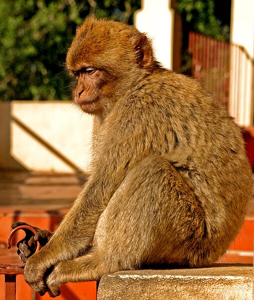 File:Barbary Macaque - Gibraltar - St. Michael's Cave.jpg