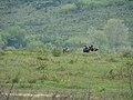 Romanian soldiers during a military exercise of the 191th Infantry Battalion.