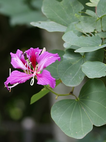 Баухиния. Цветок Баухиния орхидейное дерево. Баухиния пурпурная орхидейное. Баухиния орхидейное. Баухиния пестрая.