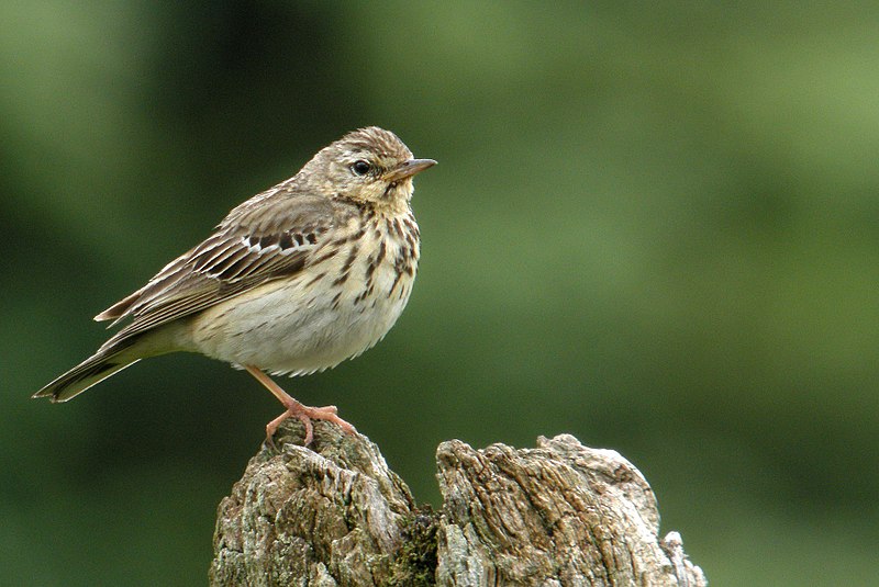 File:Baumpieper (Anthus trivialis), Holzwarchetal bei Mürringen, Ostbelgien (3938435013) (cropped).jpg