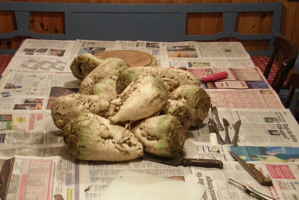 Harvested roots waiting to be prepared