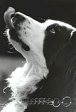 Vorschaubild für Beschwichtigungssignal (Hund)