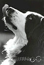 Züngeln als Konfliktreaktion bei einem Berner Sennenhund