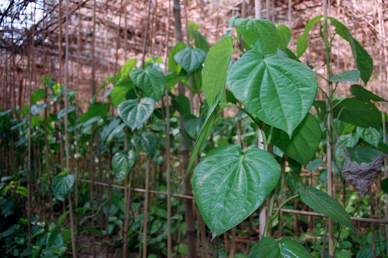 File:Betel Cultivation20020400 2.jpg