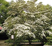 Cornus kousa