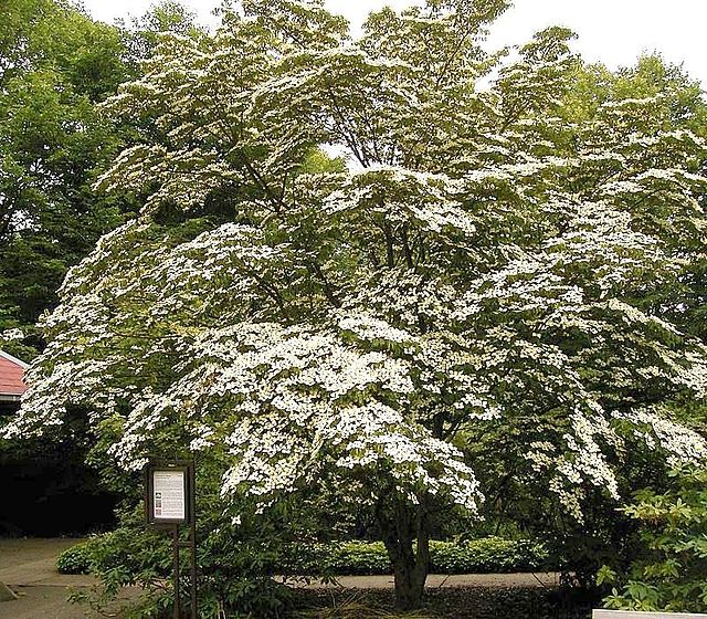 what is the story behind the dogwood tree