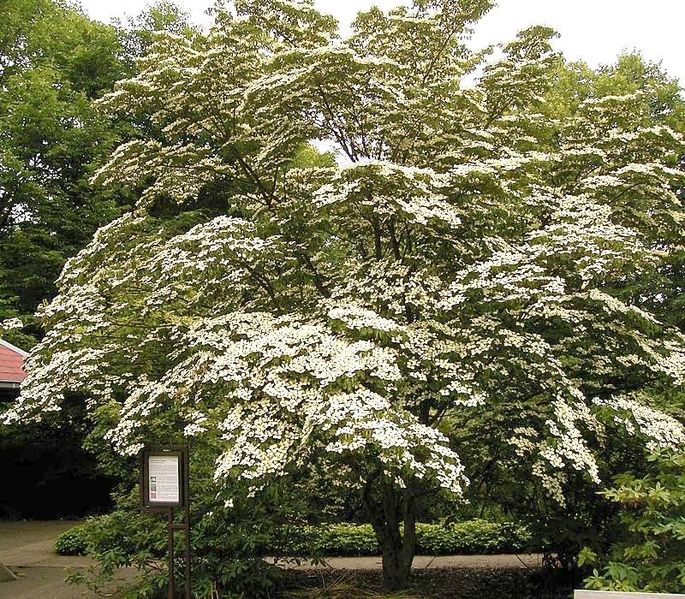 File:Bgbo cornus kousa var chinensis ies.jpg