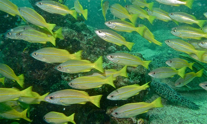 File:Big Eye Snappers (Lutjanus lutjanus) (6087848117).jpg