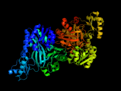大肠杆菌乙酰辅酶A羧化酶生物素羧化酶卡通图例