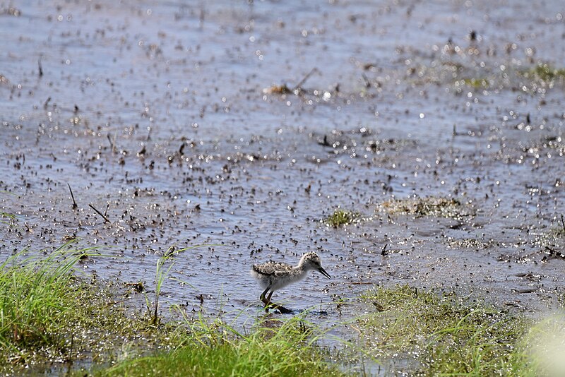 File:Black-necked stilt birding bombay hook 8.26.18DSC 0113.jpg