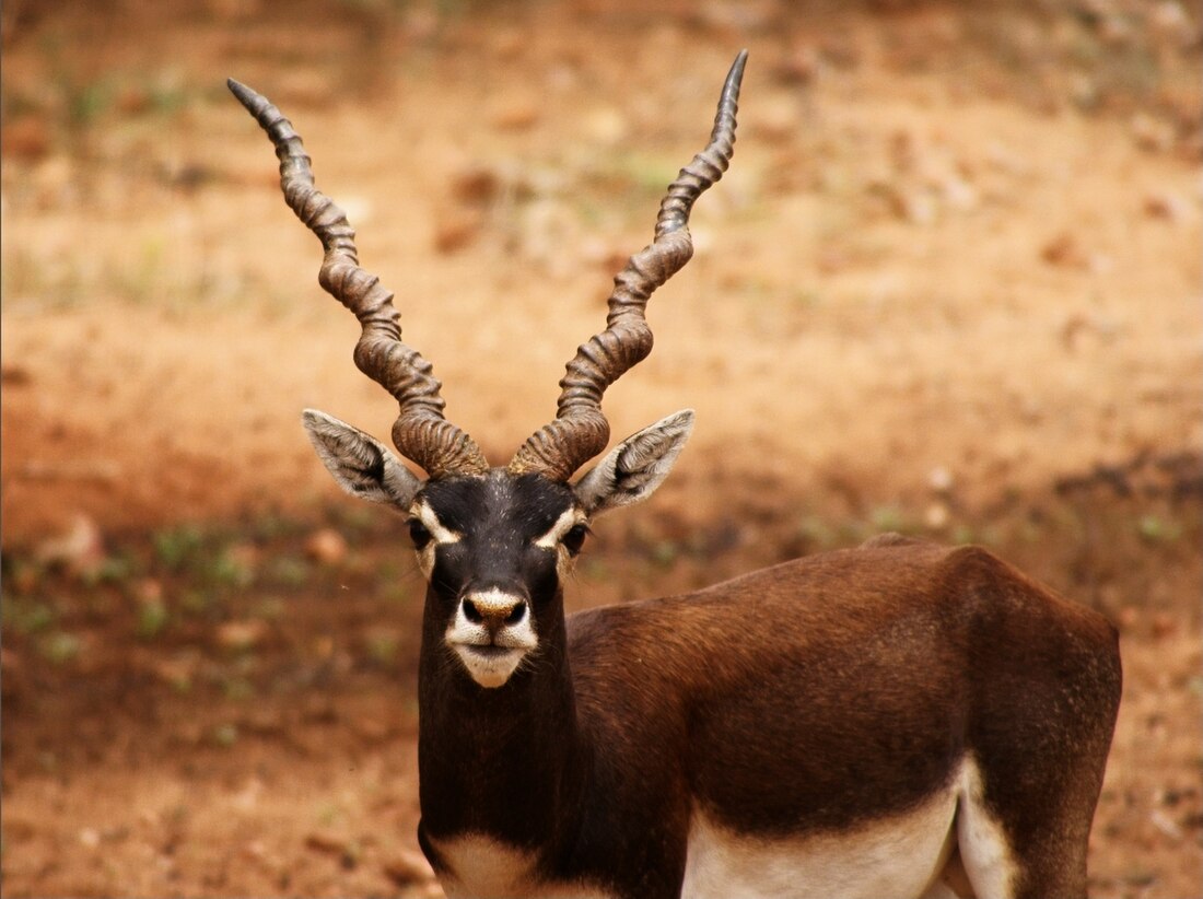 ಕೃಷ್ಣಮೃಗ