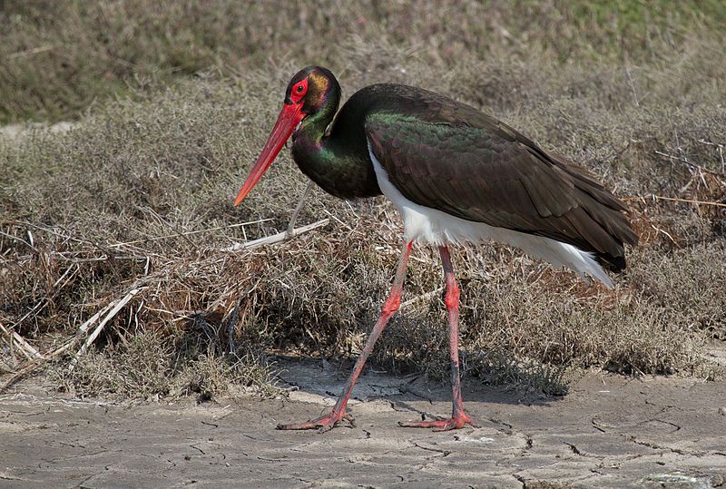 File:Black Stork - Lesvos.jpg