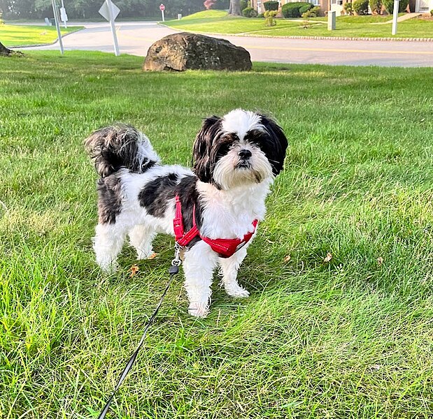 File:Black and White Shih Tzu.jpg