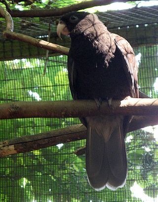 <span class="mw-page-title-main">Vasa parrot</span> Genus of birds