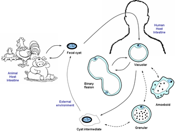 blastocystis hominis bél paraziták)