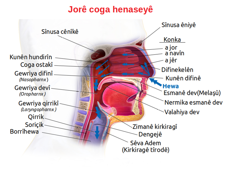 File:Blausen 0872 UpperRespiratorySystem ku.png