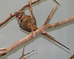 Csíkos egérmadár (Colius striatus)