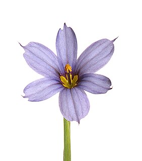 <i>Sisyrinchium angustifolium</i> Species of flowering plant