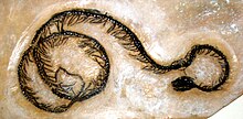 A fossil of Boavus idelmani, an extinct species of boa Boavus idelmani.JPG