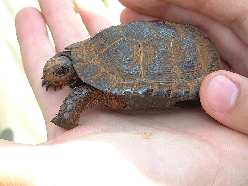 File:Bog Turtle 01.jpg