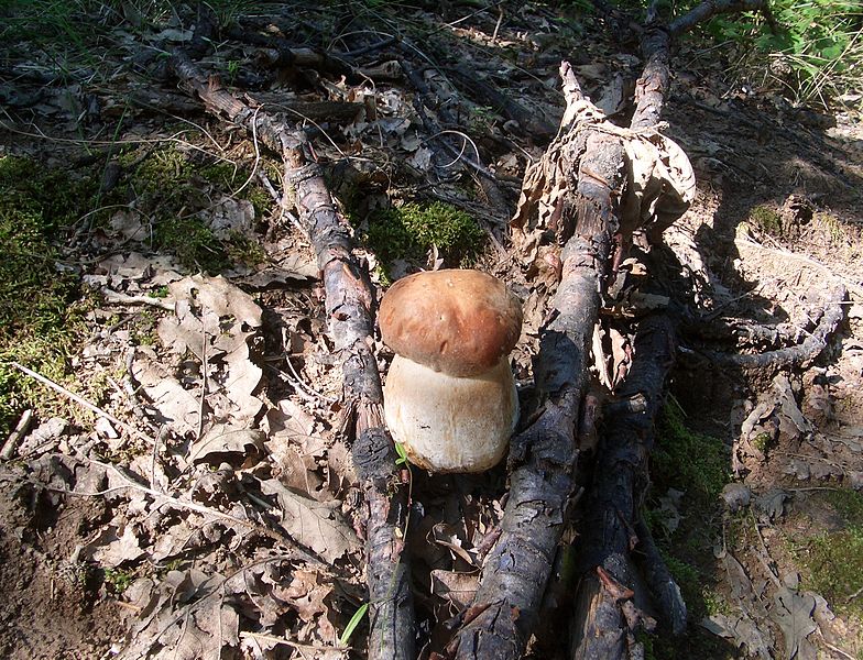 File:Boletus reticulatus Sr.JPG