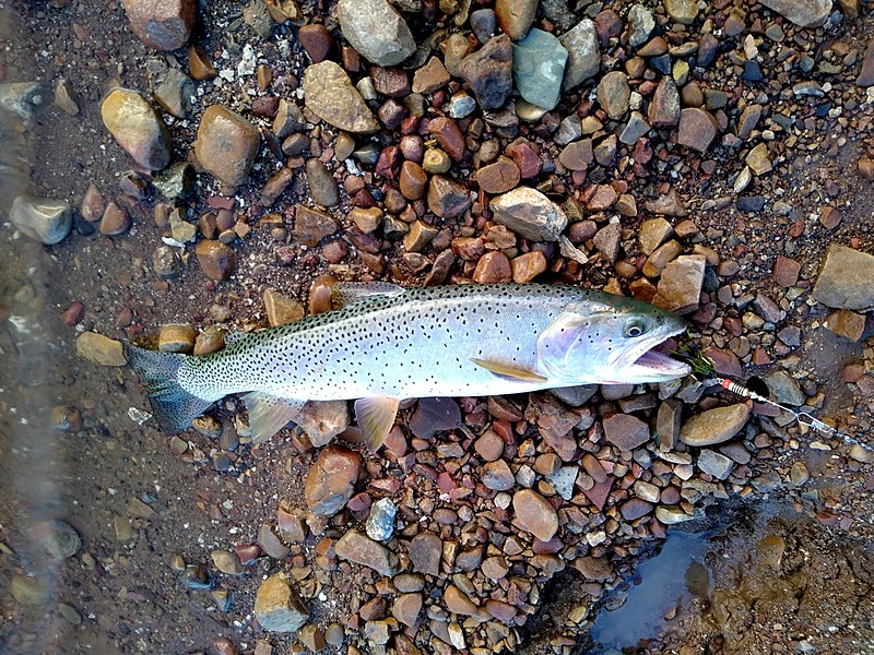 File:Bonneville cutthroat october 2020.jpg