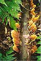 Rainbow bracket fungi at Boorganna Nature Reserve