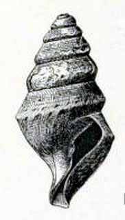 <i>Borsonella agassizii</i> Species of gastropod