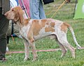 Italian Pointer, orange roan