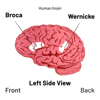 Broca's and Wernicke's areas of the brain, which are critical in language. Brain - Broca's and Wernicke's area Diagram.svg