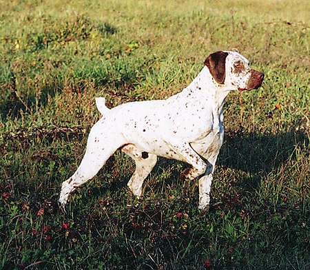 Chó Braque du Bourbonnais