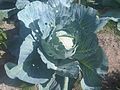 Brassicales - Brassica oleracea convar. capitata povar. capitata Gloria F1 - 20120822.jpg