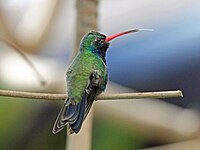 Hummingbird, Broad-billed Cynanthus latirostris