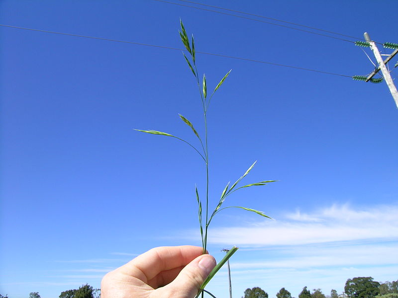 File:Bromus catharticus head7 (7020235303).jpg