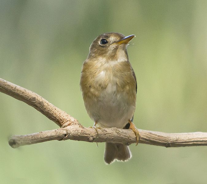 File:Brown Breasted Flycatcher at rajkot (2).jpg