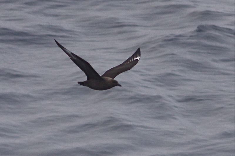 File:Brown Skua (4302369479).jpg