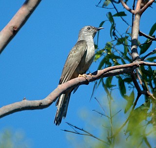 <span class="mw-page-title-main">Brush cuckoo</span> Species of bird