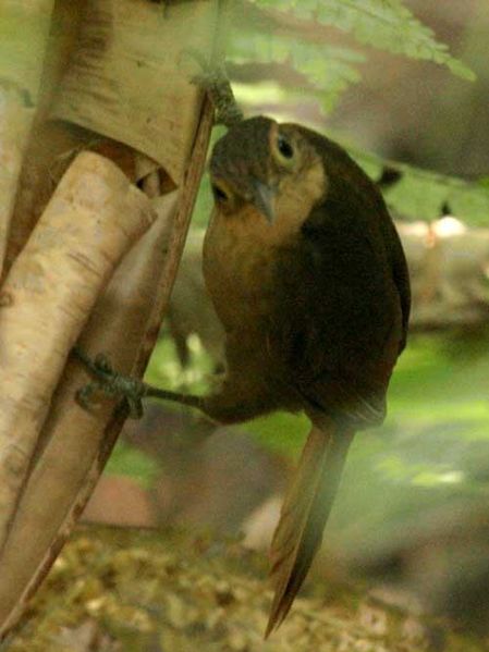File:Buff-throated Foliage-gleaner (Automolus ochrolaemus) in Costa Rica.jpg