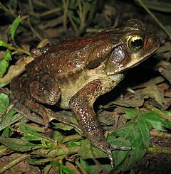 Description de l'image Bufo pombali01a.jpg.