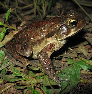 <i>Rhinella pombali</i> Species of amphibian